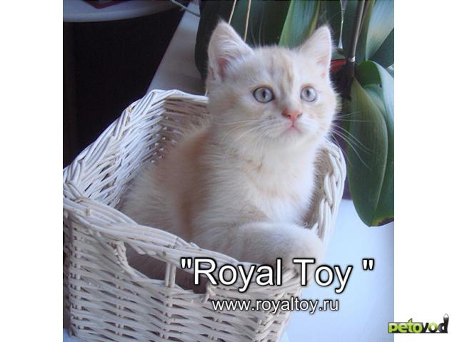 Продаю: Lionel Royal Toy шотландский котик 