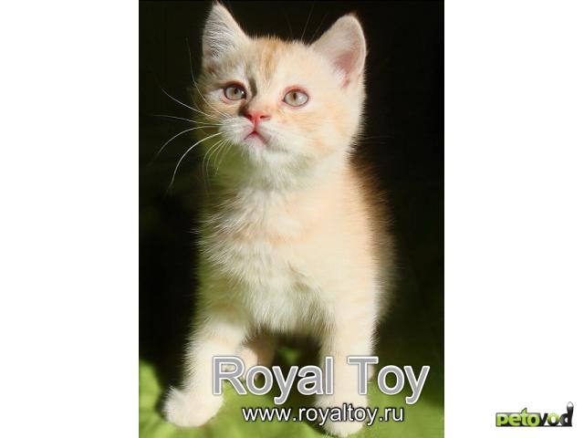 Продаю: Lionel Royal Toy шотландский котик  фото2