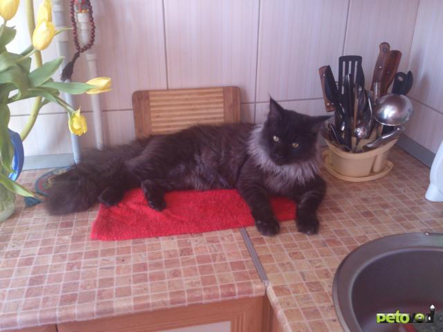 Продаю: Красавец кот породы мейн-кун черный дым
