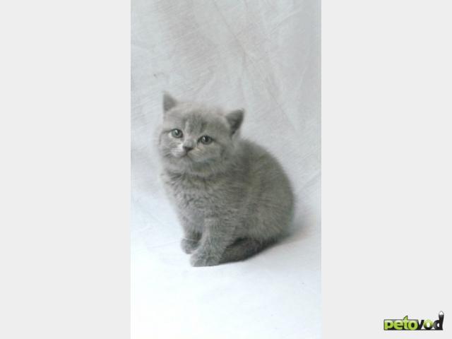 Продаю: Котята британские короткошерстные фото3