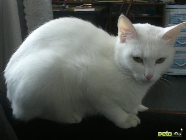 Потерялся/Нашелся: Gотерялась белая кошка, глухая, Иркутск фото2