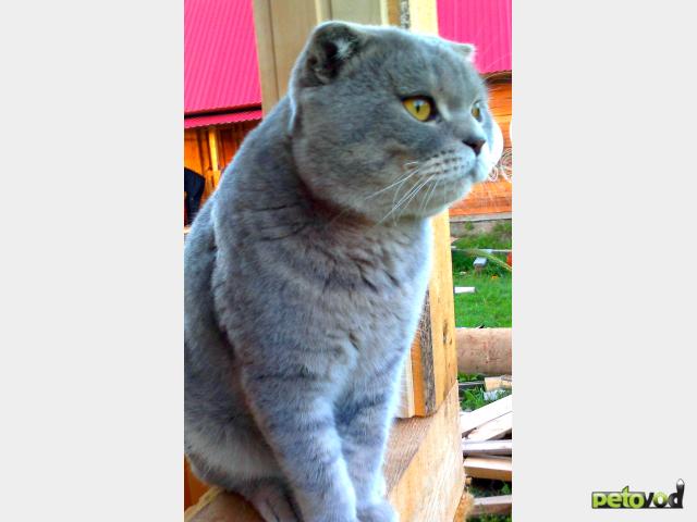 Вязка: Британский кот для вязки