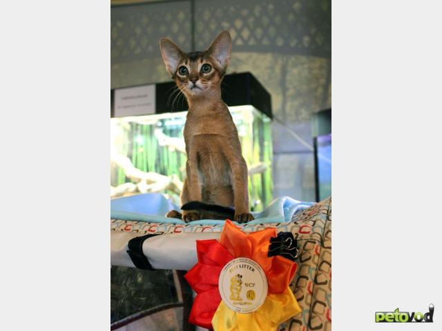 Продаю: Абиссинские котята шоу класса фото3