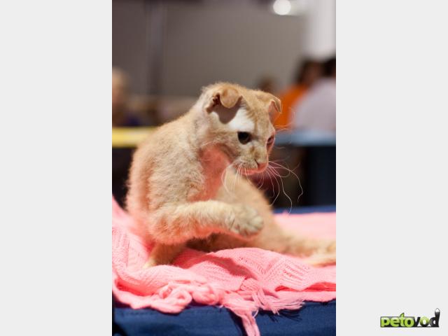 Продаю: Котёнок породы Украинский левкой фото3
