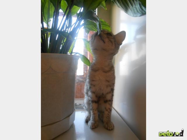 Продаю:  котенка породы Египетский мау фото2