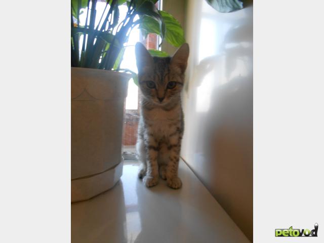 Продаю:  котенка породы Египетский мау фото3