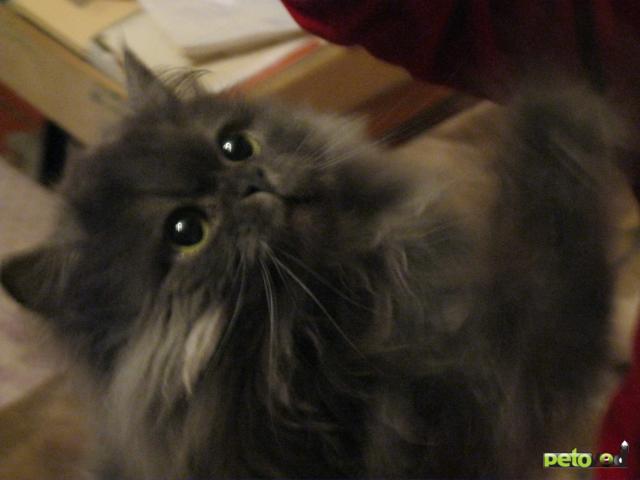 Вязка: Вязка с персидским котом