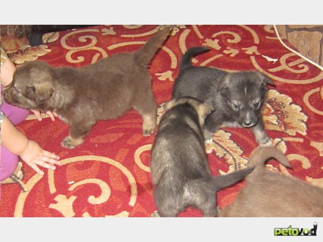 Отдам в дар: Отдам 1,5 месячных щенят-метисов маламута фото3