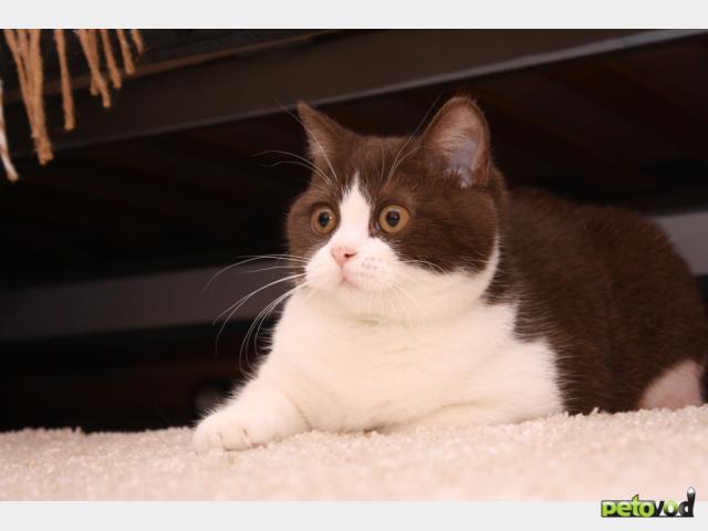 Продаю: Британский котенок редкого окраса биколор