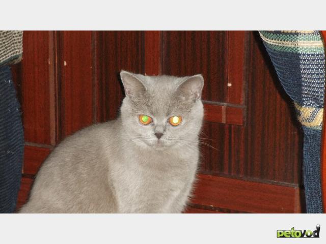 Продаю: Британская короткошерстная кошка фото2