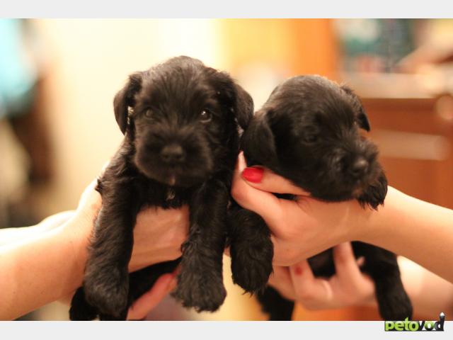 Продаю: Очаровательные щенки цвергшнауцера черного окраса фото2