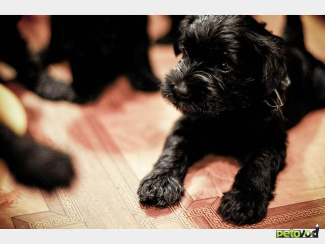 Продаю: Очаровательные щенки цвергшнауцера черного окраса фото3