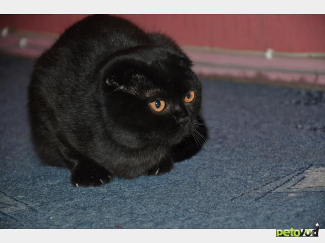 Вязка: Кот шотландец на вязку фото2