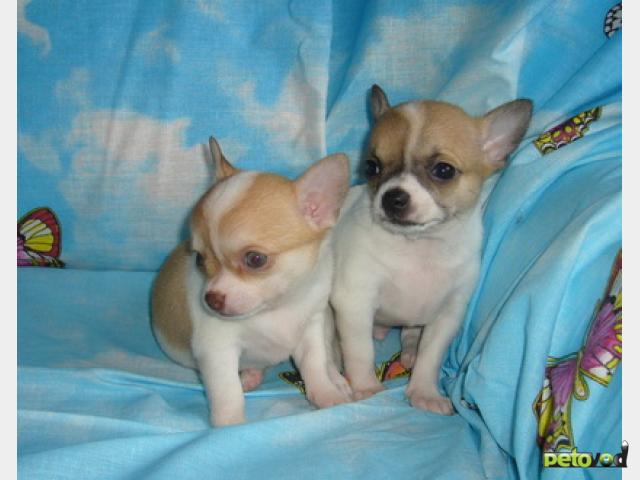 Продаю: Карманные собачки- чихуахуа, йорки фото2