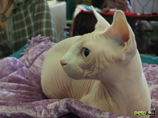 Вязка: Котик канадского сфинкса для вязки фото3