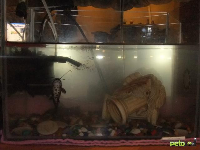 Отдам в дар: Отдам аквариум с 3-мя рыбками фото2