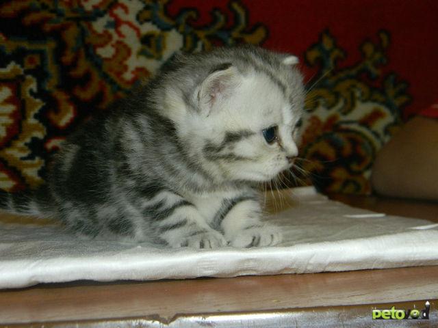 Продаю:  британских короткошерстных котят фото2