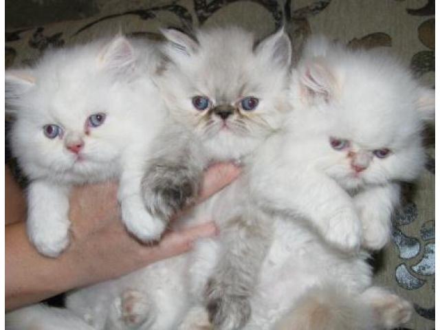 Продаю: Чистокровные породистые персидские котята