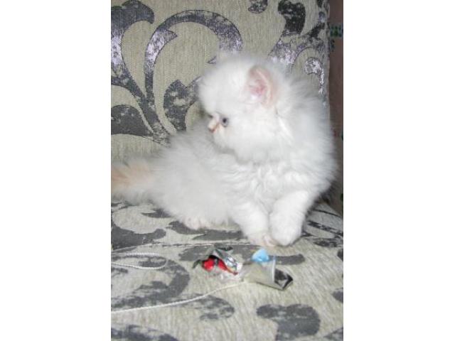 Продаю: Чистокровные породистые персидские котята фото2