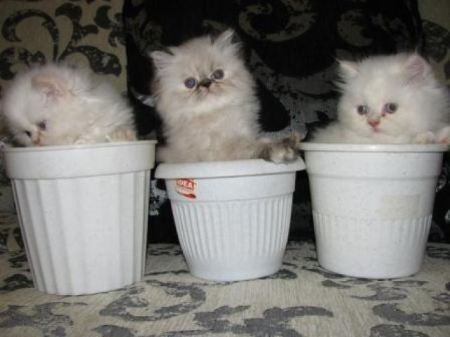 Продаю: Чистокровные породистые персидские котята фото3