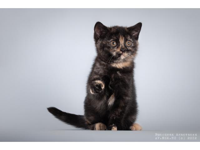 Продаю: Британские котята современного типа фото3