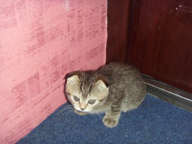 Продаю: Британские котята с родословной фото3