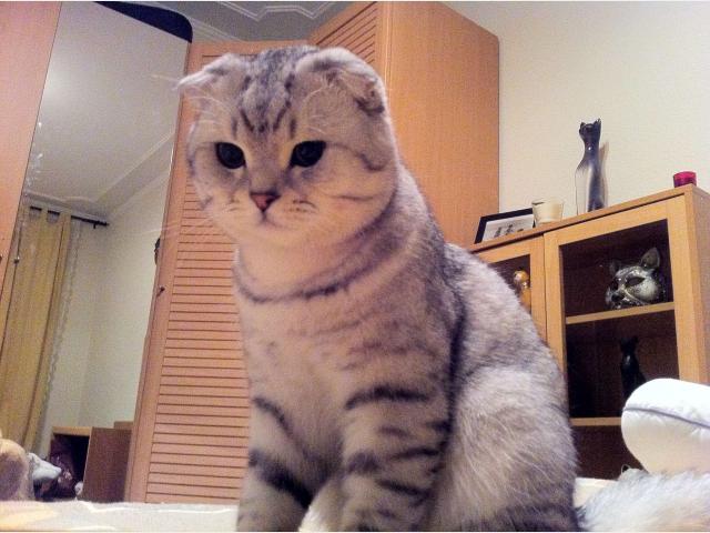 Продаю: Британские котята серебристые табби вискас фото3