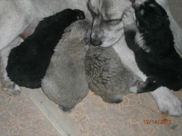 Продаю:  щенков Алабая (среднеазиатской овчарки) фото3