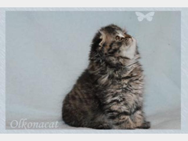 Продаю: Котенок-котик шотландский вислоухий хайленд фото3