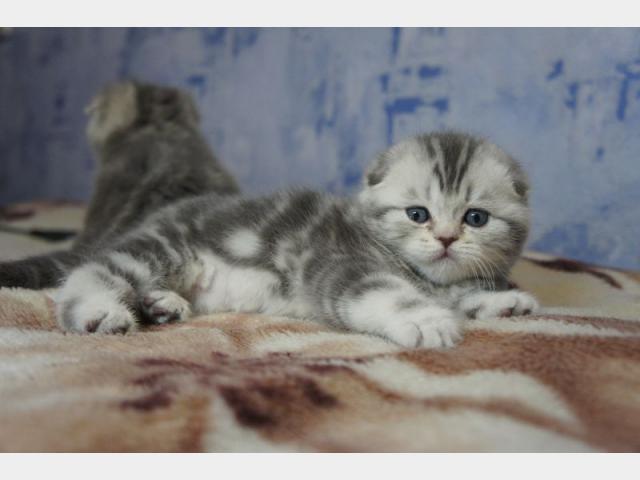 Продаю: Шотладские котята от клубной кошки фото4