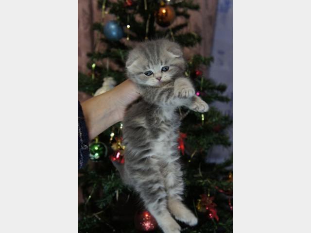 Продаю: Шотладские котята от клубной кошки фото3