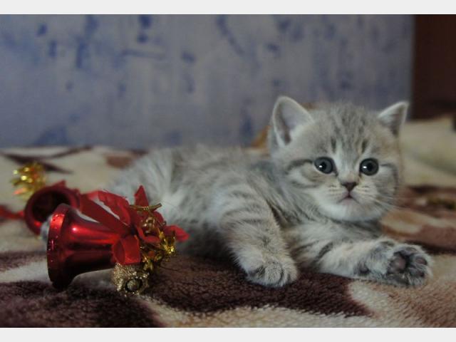 Продаю: Шотладские котята от клубной кошки фото2