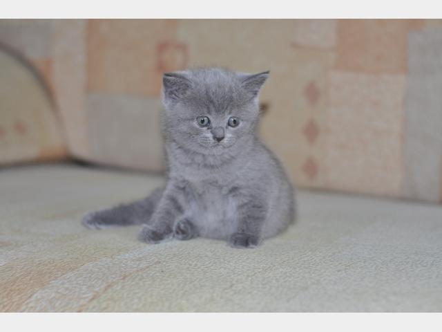 Продаю: Британского плюшевого котенка продам