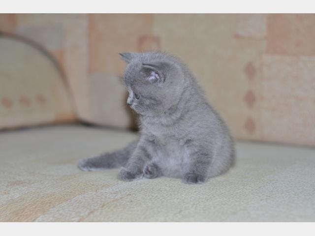 Продаю: Британского плюшевого котенка продам фото2