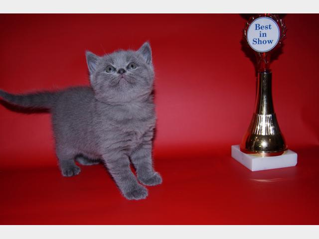 Продаю: тся британские плюшевые котята фото3