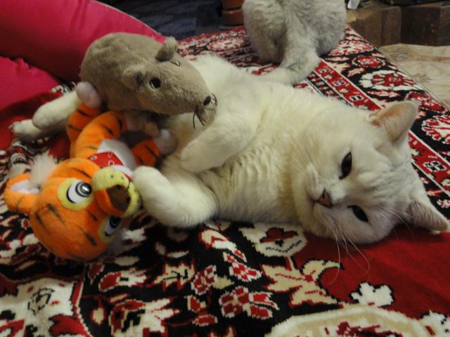 Продаю:  котенка фото2