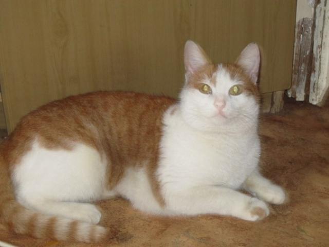 Отдам в дар: Рыжее солнышко - кошка Амалия фото2