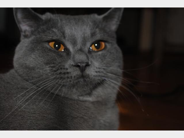 Вязка: Британский кот ищет невесту фото2