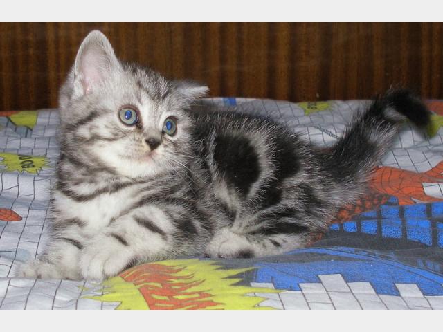 Продаю: Мраморный британский котик  фото2