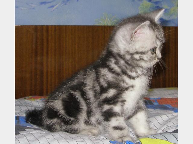 Продаю: Мраморный британский котик  фото3