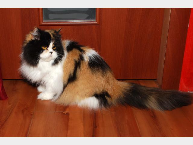 Вязка: Шикарная персидская кошечка ищет котика фото2