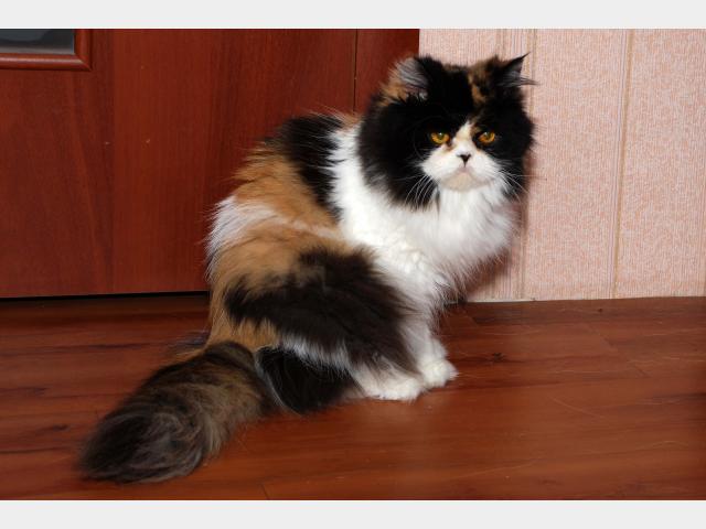 Вязка: Шикарная персидская кошечка ищет котика