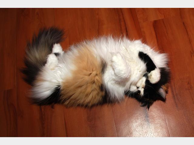 Вязка: Шикарная персидская кошечка ищет котика фото3