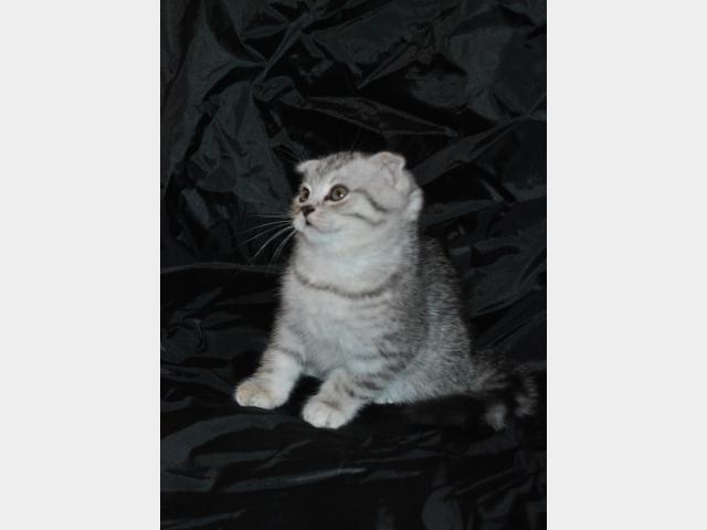 Продаю:  котенка (вискас)  фото2