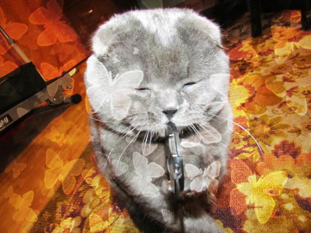 Вязка: Шотландский Вислоухий кот, вязка фото3