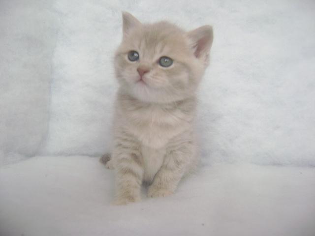 Продаю: Очаровательные британские котята  фото3