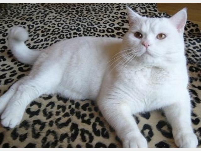 Продаю: Белый британский котенок фото3