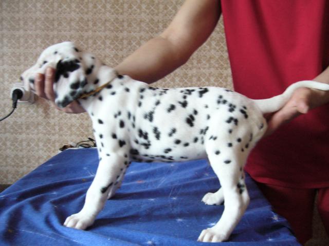 Продаю: Щенки далматина фото3