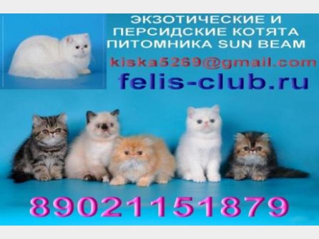 Продаю: Персидские и Экзотические котята  фото2