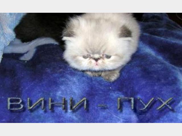 Продаю: Персидские и Экзотические котята  фото3